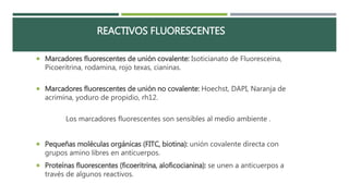 REACTIVOS FLUORESCENTES 
 Marcadores fluorescentes de unión covalente: Isoticianato de Fluoresceina, 
Picoeritrina, rodamina, rojo texas, cianinas. 
 Marcadores fluorescentes de unión no covalente: Hoechst, DAPI, Naranja de 
acrimina, yoduro de propidio, rh12. 
Los marcadores fluorescentes son sensibles al medio ambiente . 
 Pequeñas moléculas orgánicas (FITC, biotina): unión covalente directa con 
grupos amino libres en anticuerpos. 
 Proteínas fluorescentes (ficoeritrina, aloficocianina): se unen a anticuerpos a 
través de algunos reactivos. 
 