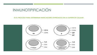 INMUNOTIPIFICACIÓN 
ES EL PROCESO PARA DETERMINAR MARCADORES EXPRESADOS EN LA SUPERFICIE CELULAR. 
 