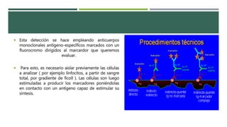 Esta detección se hace empleando anticuerpos 
monoclonales antígeno-específicos marcados con un 
fluorocromo dirigidos al marcardor que queremos 
evaluar. 
 Para esto, es necesario aislar previamente las células 
a analizar ( por ejemplo linfocitos, a partir de sangre 
total, por gradiente de ficoll ). Las células son luego 
estimuladas a producir los marcadores poniéndolas 
en contacto con un antígeno capaz de estimular su 
síntesis. 
 