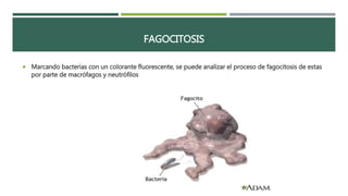 FAGOCITOSIS 
 Marcando bacterias con un colorante fluorescente, se puede analizar el proceso de fagocitosis de estas 
por parte de macrófagos y neutrófilos 
 