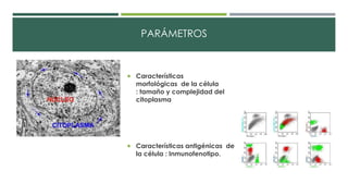 PARÁMETROS 
 Características 
morfológicas de la célula 
: tamaño y complejidad del 
citoplasma 
 Características antigénicas de 
la célula : Inmunofenotipo. 
 