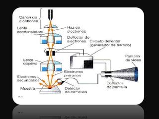 Citometría de flujo y microscopía electrónica