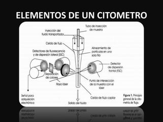 ELEMENTOS DE UN CITOMETRO 
 