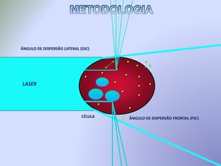 ÂNGULO DE DISPERSÃO FRONTAL (FSC)
ÂNGULO DE DISPERSÃO LATERAL (SSC)
LASER
CÉLULA
 