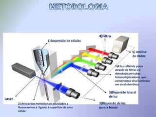 3)Dispersão lateral
de luz
1)Suspensão de células
Laser
3)Dispersão de luz
para a frente
4)Filtro
6) Análise
de dados
5)A luz refletida passa
através de filtros e é
detectada por tubos
fotomultiplicadores que
convertem o sinal luminoso
em sinal eletrônico
2) Anticorpos monoclonais associados a
fluorocromos e ligados à superfície de uma
célula
 