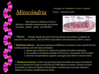 Mitocôndria -  do grego   mito : filamento e  chondrion : grânulo Função :  respiração celular São estruturas cilíndricas.móveis e plásticas, mudando constantemente suas formas  (ovócitos  podem  conter  até 300.000 ) Matriz :   Solução líquida que inclui diversas enzimas necessárias à oxidação do piruvato e ácidos graxos,  além do DNA mitocondrial, mitoribossomos, RNAt e outros. Membrana Interna:   apresenta numerosas  cristas  que aumentam a área superficial total. Contêm proteínas com três tipos de funções: 1. aquelas que conduzem as reações de oxidação da cadeia respiratória 2. um complexo enzimático chamado  ATPsintetase , que produz ATP na matriz 3. proteínas transportadoras regulam a passagem para dentro e fora da matriz . Membrana Externa:   contém uma grande proteína formadora de canais (chamada de  porina ), é permeável a todas as moléculas de 5.000 daltons ou menos. Incluem enzimas envolvidas na síntese de lipídeos mitocondriais e enzimas que convertem substratos lipídicos em formas metabolizadas na matriz.  