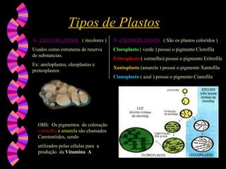Tipos de Plastos A-   LEUCOPLASTOS   (  incolores )  Usados como estruturas de reserva  de substancias. Ex: amiloplastos, oleoplastos e proteoplastos B-  CROMOPLASTOS   (   São os plastos coloridos ) Cloroplasto   ( verde ) possui o pigmento Clorofila Eritroplasto   ( vermelho) possui o pigmento Eritrofila Xantoplasto  (amarelo ) possui o pigmento Xantofila Cianoplasto   ( azul ) possui o pigmento Cianofila OBS :   Os pigmentos  de coloração  vermelha  e  amarela  são chamados Carotenóides, sendo utilizados pelas células para  a  produção  da  Vitamina  A 