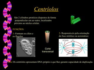 Centríolos São 2 cilíndros protéicos dispostos de forma  perpendicular um ao outro, localizados próximo ao núcleo celular. FUNÇÕES :  1 - Formam os cílios e os flagelos  2 - Responsáveis pela orientação do fuso mitótico ou acromático Obs : Os centríolos apresentam DNA próprio o que lhes garante capacidade de duplicação. Corte transversal 