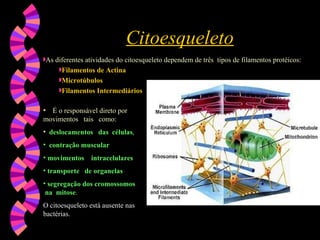 Citoesqueleto É o responsável direto por movimentos  tais  como:  deslocamentos  das  células , contração muscular movimentos  intracelulares   transporte  de organelas   segregação dos   cromossomos  na  mitose .   O citoesqueleto está   ausente nas bactérias. As diferentes atividades do citoesqueleto dependem de três  tipos de filamentos protéicos:   Filamentos de Actina   Microtúbulos   Filamentos Intermediários 