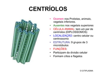 CENTRÍOLOS Ocorrem  nos Protistas, animais, vegetais inferiores. Ausentes  nos vegetais superiores CÉLULA ANIMAL : tem um par de centríolos (DIPLOSSOMOS) LOCALIZAÇÃO : centro celular ou centrossomo ESTRUTURA : 9 grupos de 3 microtúbulos FUNÇÕES :  Participam da divisão celular Formam cílios e flagelos O CITIPLASMA 