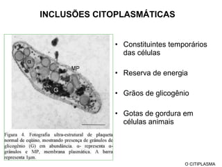 INCLUSÕES CITOPLASMÁTICAS Constituintes temporários das células Reserva de energia Grãos de glicogênio Gotas de gordura em células animais O CITIPLASMA 