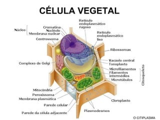 CÉLULA VEGETAL O CITIPLASMA 