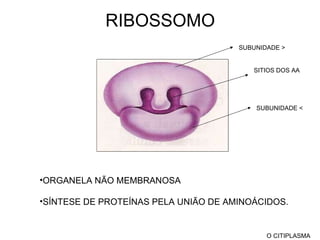 RIBOSSOMO ORGANELA NÃO MEMBRANOSA SÍNTESE DE PROTEÍNAS PELA UNIÃO DE AMINOÁCIDOS. O CITIPLASMA SITIOS DOS AA SUBUNIDADE  > SUBUNIDADE  < 