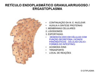 RETÍCULO ENDOPLASMÁTICO GRANULAR/RUGOSO / ERGASTOPLASMA CONTINUAÇÃO DA M. E. NUCLEAR AUXILIA A SINTESE PROTEÍNAS 1. MEMBRANAS CELULARES 2. LISOSSOMOS  3. EXPORTADAS. DESENVOLVIDO EM CÉLULAS COM FUNÇÃO SECRETORA  (  ÁCINOS PANCREÁTICOS , CÉLULAS CALICI-FORMES DO INTESTINO) ACOMODA ÍONS TRNASPORTE LOCAL DE REAÇÕES O CITIPLASMA 