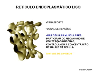 RETÍCULO ENDOPLASMÁTICO LISO TRNASPORTE LOCAL DE REAÇÕES NAS CÉLULAS MUSCULARES: PARTICIPAM DO MECANISMO DE CONTRAÇÃO MUSCUAR, CONTROLANDO A CONCENTRAÇÃO DE CÁLCIO NA CÉLULA. SINTESE DE LIPIDEOS O CITIPLASMA 
