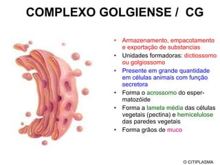 COMPLEXO GOLGIENSE /  CG Armazenamento, empacotamento e exportação de substancias Unidades formadoras:  dictiossomo ou golgiossomo  Presente em grande quantidade em células animais com função secretora Forma o  acrossomo  do esper-matozóide Forma a  lamela média  das células vegetais (pectina) e  hemicelulose  das paredes vegetais Forma grãos de  muco O CITIPLASMA 