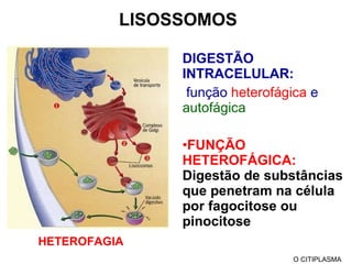 LISOSSOMOS DIGESTÃO INTRACELULAR: função  heterofágica  e  autofágica FUNÇÃO HETEROFÁGICA:  Digestão de substâncias que penetram na célula por fagocitose ou pinocitose  O CITIPLASMA HETEROFAGIA 