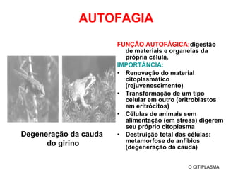 AUTOFAGIA FUNÇÃO AUTOFÁGICA: digestão de materiais e organelas da própria célula. IMPORTÂNCIA: Renovação do material citoplasmático (rejuvenescimento) Transformação de um tipo celular em outro (eritroblastos em eritrócitos) Células de animais sem alimentação (em stress) digerem seu próprio citoplasma Destruição total das células: metamorfose de anfíbios (degeneração da cauda) O CITIPLASMA Degeneração da cauda  do girino 