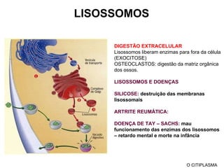 LISOSSOMOS DIGESTÃO EXTRACELULAR Lisossomos liberam enzimas para fora da célula (EXOCITOSE) OSTEOCLASTOS: digestão da matriz orgânica dos ossos. LISOSSOMOS E DOENÇAS SILICOSE:  destruição das membranas lisossomais ARTRITE REUMÁTICA: DOENÇA DE TAY – SACHS:  mau funcionamento das enzimas dos lisossomos – retardo mental e morte na infância O CITIPLASMA 