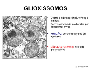 GLIOXISSOMOS Ocorre em protozoários, fungos e plantas. Suas enzimas são produzidas por ribossomos livres FUNÇÃO:  converter lipídios em açúcares CÉLULAS ANIMAIS:  não têm glioxissomos O CITIPLASMA 