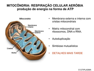 MITOCÔNDRIA: RESPIRAÇÃO CELULAR AERÓBIA  produção de energia na forma de ATP Membrana externa e interna com cristas mitocondriais Matriz mitocondrial com ribossomos, DNA e RNA. Autoduplicação Simbiose mutualística  DETALHES MAIS TARDE O CITIPLASMA 
