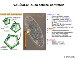 VACÚOLO :  suco celular/ contrateis SUCO CELULAR Exclusivo células vegetais Delimitados pelo  tonoplasto Surgem em células jovens a partir de vesículas que brotam do Golgi Ocupa 95% do volume celular em células adultas Podem conter pigmentos ou não FUNÇÕES:  Preenchimento de espaço Armazenamento de substâncias: água, íons, carboidratos, aminoácidos e proteínas (sementes de feijão e ervilha). Contrateis Células animais Controle osmótico O CITIPLASMA 
