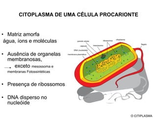 CITOPLASMA DE UMA CÉLULA PROCARIONTE Matriz amorfa  água, íons e moléculas Ausência de organelas membranosas,  exceto  mesossoma e membranas Fotossintéticas   Presença de ribossomos DNA disperso no nucleóide O CITIPLASMA 