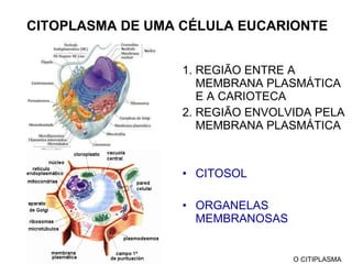CITOPLASMA DE UMA CÉLULA EUCARIONTE 1. REGIÃO ENTRE A MEMBRANA PLASMÁTICA E A CARIOTECA 2. REGIÃO ENVOLVIDA PELA MEMBRANA PLASMÁTICA CITOSOL ORGANELAS MEMBRANOSAS  O CITIPLASMA 
