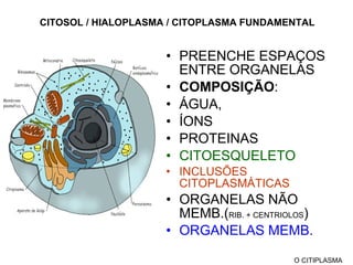 CITOSOL / HIALOPLASMA / CITOPLASMA FUNDAMENTAL PREENCHE ESPAÇOS ENTRE ORGANELAS COMPOSIÇÃO : ÁGUA,  ÍONS  PROTEINAS CITOESQUELETO INCLUSÕES CITOPLASMÁTICAS ORGANELAS NÃO MEMB. ( RIB. + CENTRIOLOS ) ORGANELAS MEMB. O CITIPLASMA 