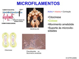 MICROFILAMENTOS Actina  +  miosina  = Contração Citocinese Ciclose Movimento amebóide Suporte às microvilo-sidades O CITIPLASMA Citocinese Pseudópodes  ou Movimento amebóide MUSCULOS 