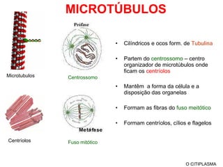 MICROTÚBULOS Cilíndricos e ocos form. de  Tubulina Partem do  centrossomo  – centro organizador de microtúbulos onde ficam os  centríolos Mantêm  a forma da célula e a disposição das organelas Formam as fibras do  fuso meitótico Formam centríolos, cílios e flagelos O CITIPLASMA Microtubulos Centríolos Centrossomo Fuso mitótico 