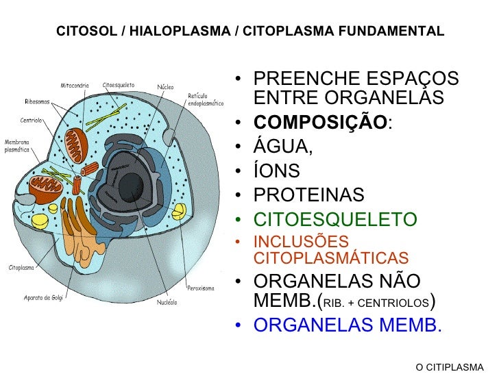 Citoplasma