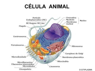 ORGANELAS NÃO MEMB.(RIB. + CENTRIOLOS)