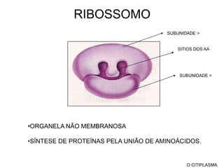 CITOESQUELETO E  OS  MOVIMENTOS CELULARESOCORRENCIAcitosol de células eucariontesComposição química:PROTEÍNAS GLOBULARES:MICROFILAMENTOS,