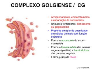 CITOESQUELETOO CITIPLASMA