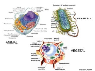 PROCARIONTEANIMALVEGETALO CITIPLASMA