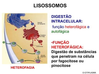 MICROFILAMENTOSActina + miosina = ContraçãoCitocinese