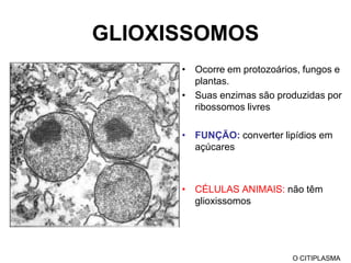 MICROTÚBULOSCilíndricos e ocos form. de Tubulina
