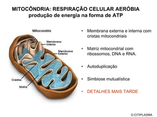 Partem do centrossomo – centro organizador de microtúbulos onde ficam os centríolos