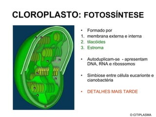Mantêm  a forma da célula e a disposição das organelas