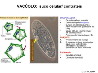 Formam as fibras do fuso meitótico