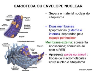 Formam centríolos, cílios e flagelosMicrotubulosCentrossomoCentríolosFuso mitóticoO CITIPLASMA