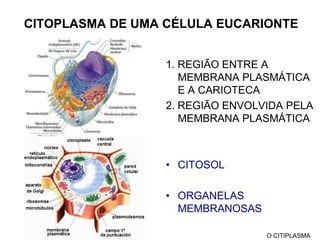DNA disperso no nucleóideO CITIPLASMA