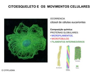 ORGANELAS MEMBRANOSAS O CITIPLASMA
