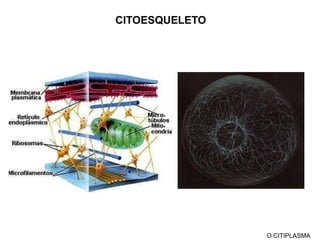 CITOSOL / HIALOPLASMA / CITOPLASMA FUNDAMENTALPREENCHE ESPAÇOS ENTRE ORGANELAS