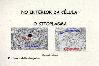 NO INTERIOR DA CÉLULA:

                  O CITOPLASMA




                           ©www2.uah.es
Profesor: Adán Gonçalves
 