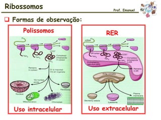 Ribossomos Prof. Emanuel
Polissomos RER
 Formas de observação:
Uso intracelular Uso extracelular
 