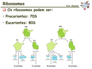  Os ribossomos podem ser:
• Procariontes: 70S
• Eucariontes: 80S
Ribossomos
33 proteínas 21 proteínas 40 proteínas 33 proteínas
70S 80S
50S 30S
60S 40S
Prof. Emanuel
 
