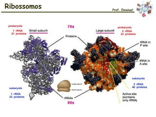 Ribossomos Prof. Emanuel
 