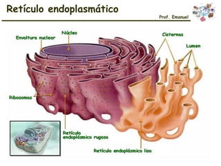 Retículo endoplasmático
Prof. Emanuel
 